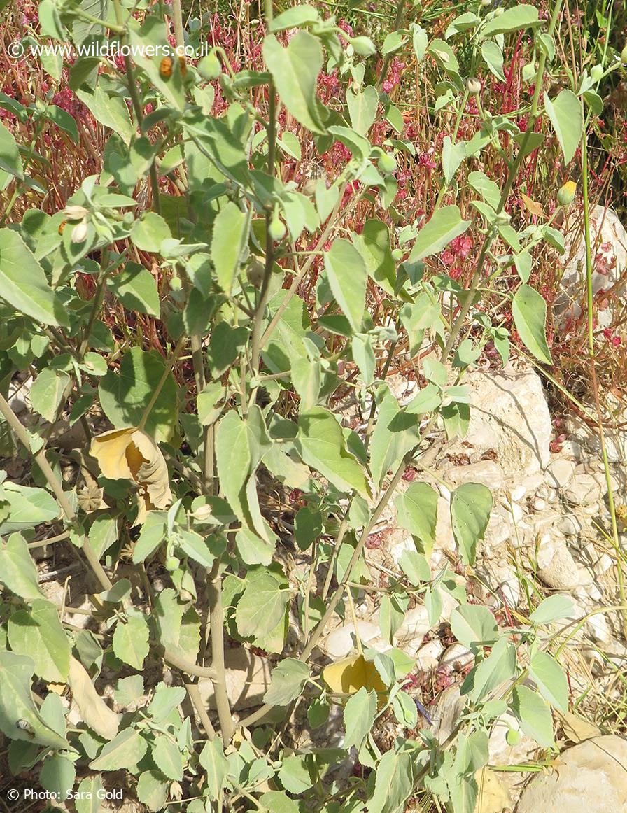 Abutilon fruticosum